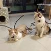 Cartoon Cat Cosplay Cockroach Costume Creative Cat Clothes DIY Material Package  Party Dress