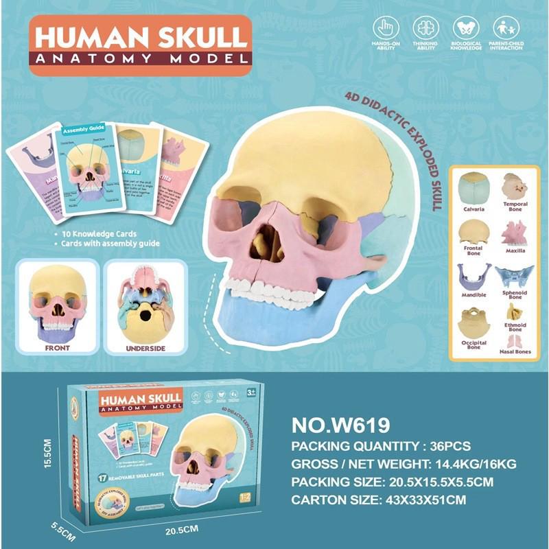 4D Human Skull Model STEM Educational Toy for Kids - Interactive Science and Anatomy Assembly Kit