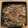 Rare Lithops Succulent Pot: Diverse Colors & Varieties