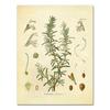 Spices Herbs Print Vintage Botanical Poster Parsley Sage Rosemary Thyme Culinary Wall Art Picture Canvas Painting Kitchen Decor