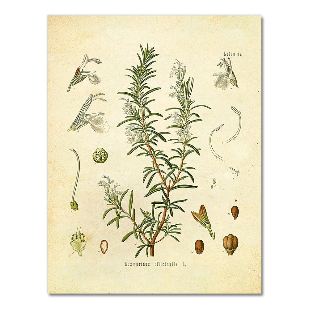 Spices Herbs Print Vintage Botanical Poster Parsley Sage Rosemary Thyme Culinary Wall Art Picture Canvas Painting Kitchen Decor