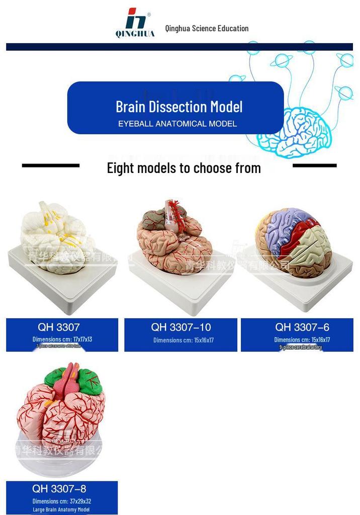 Qinghua 4D Anatomisches Modell des menschlichen Gehirns und zerebrovaskuläres Modell für die medizinische Ausbildung