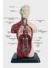 3D Detachable Human Organ Model for Kids - DIY Medical Simulation Toy