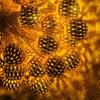 Blendende lyslenker, 20 LED 16-fots solcellelys, med 8 moduser, vanntett for innendørs og utendørs juletrær hjemme