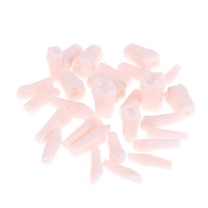 28Pcs Dental Typodont Teeth Replacement Detachable Screw-In Standard Teeth For Dentistry Preparation Training Teach