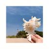 Thousand-Hand Snail, Chrysanthemum Snail, Natural Seashell, Fish Tank Decor, Aquarium Landscaping, Mediterranean Style Mini Ornament