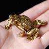 Handcrafts Brass Toads Figurine Symbolizing Wealth and Good Fortunes for Office Home Desktop Decors Fengshuis Ornament