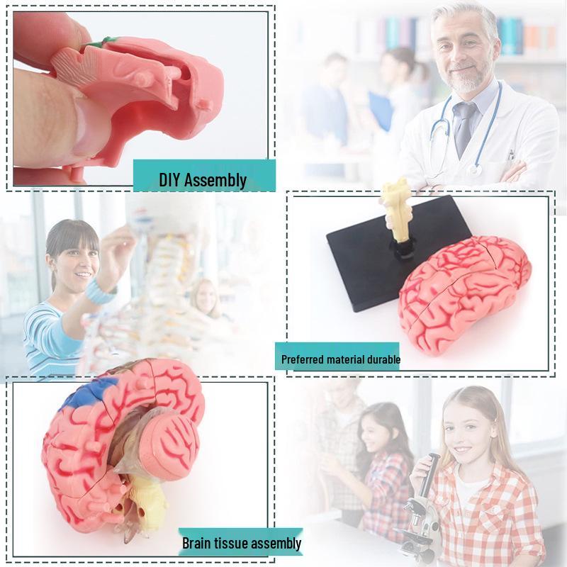 3D Human Brain Model: Features Brain, Nerves, Brainstem, Blood Vessels, and Functions - DIY Educational Toy