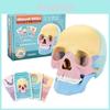 4d Human Skull Model Detachable Specimen Cranium Model Educational Toy