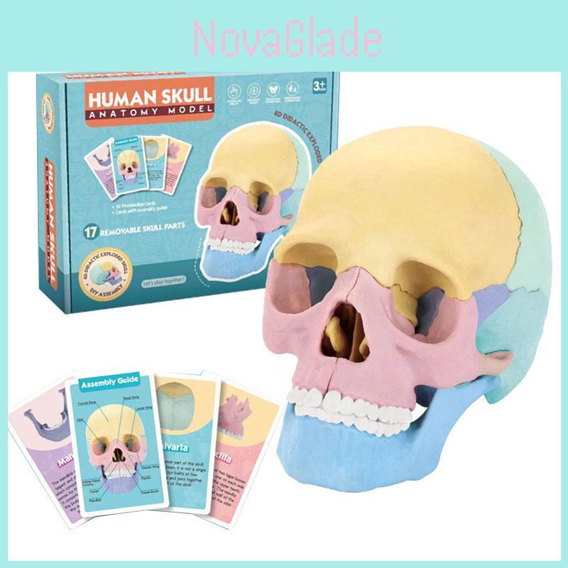 4d Human Skull Model Detachable Specimen Cranium Model Educational Toy