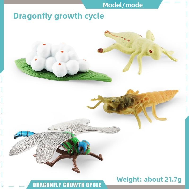 Snails Dragonflies Insect Lifecycle Pvc Model Science Education Display Kids For