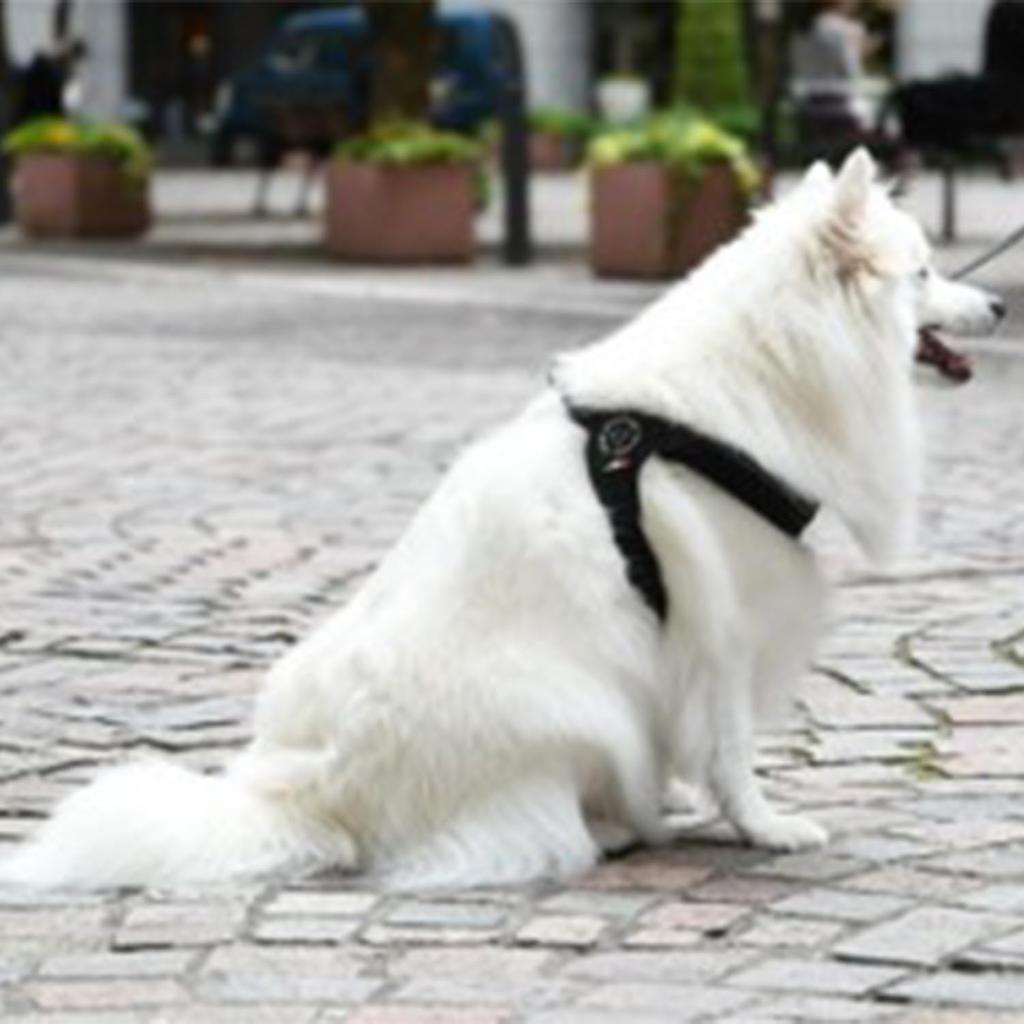 Tre Ponti Fibbia Adjustable Soft Mesh Harness for Dogs, Cushioned and Breathable (LTP123) (Size 1, Black)