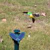 Solarbetriebener Fliegender Wackel Solar Garten Tanzende Dekoration Niedliches Tier Solar Fliegender Schmetterling Deko Außendekoration