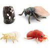 Simulation Mini Insect Set Grasshopper Bee Spider Growth Cycle Life Stage Cognitive Model Toy