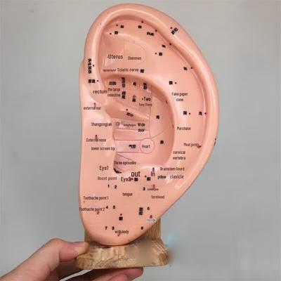 Blauer Schmetterling 22cm Akupunkturpunkt-Modell für das menschliche Ohr