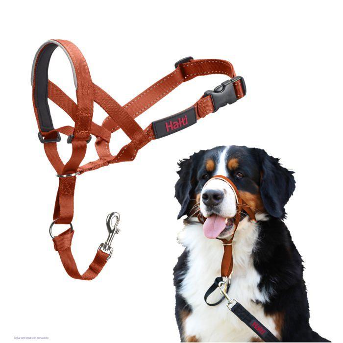 Licol anti-traction pour chien - Halti - Taille 4 - Orange Brûlé - Muserolle rembourrée - Éléments réfléchissants