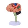 4DMaster Human Anatomy Brain Structure Model