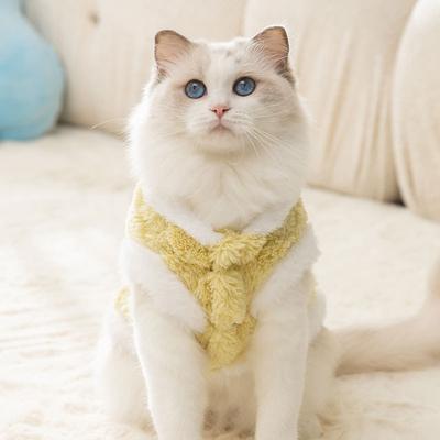 Abbigliamento e scarpe – Gilet e camicie per cani