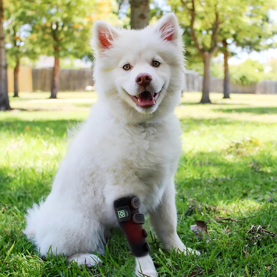 

Реабилитационный поддерживающий ремень для собачьей лапы, инфракрасный свет, снятие боли 1pcs чёрный