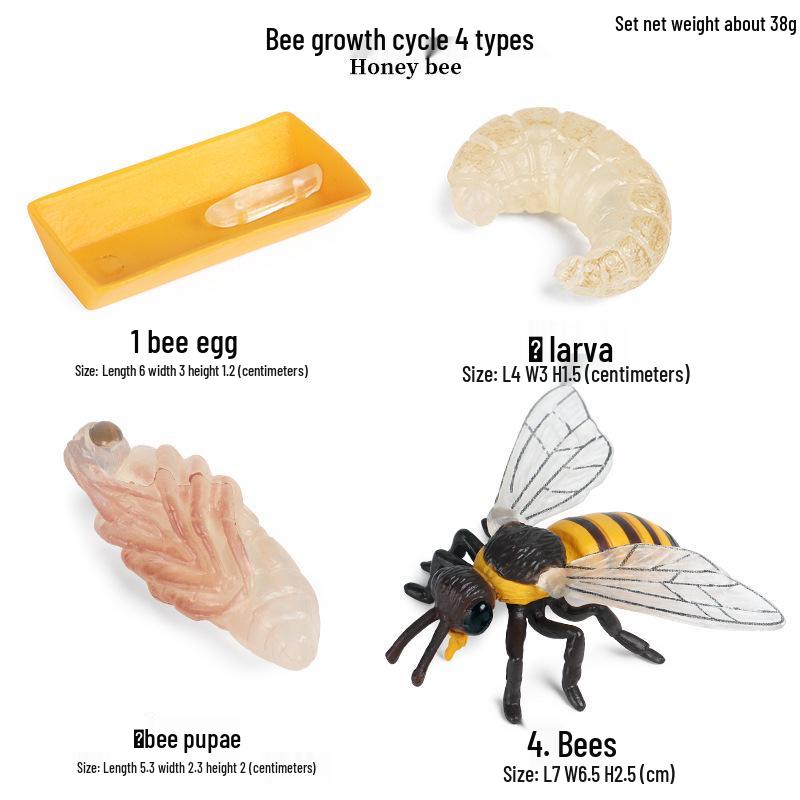 Children's Cognitive Toys: Frog Tadpole Growth Cycle Models