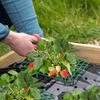 5/20sets Strawberry Stand Plant Frame Climbing Supports Trellis Space Saving Install Friendly Balcony Patio Garden Growing Tool