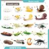 Insect Dragonflies Snails Life Cycle Model Pvc Educational Display For Science Learning