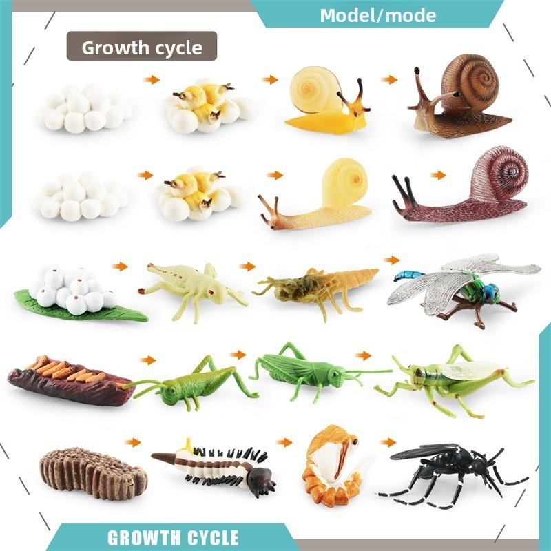 Snails Dragonflies Insect Lifecycle Pvc Model Science Education Display Kids For