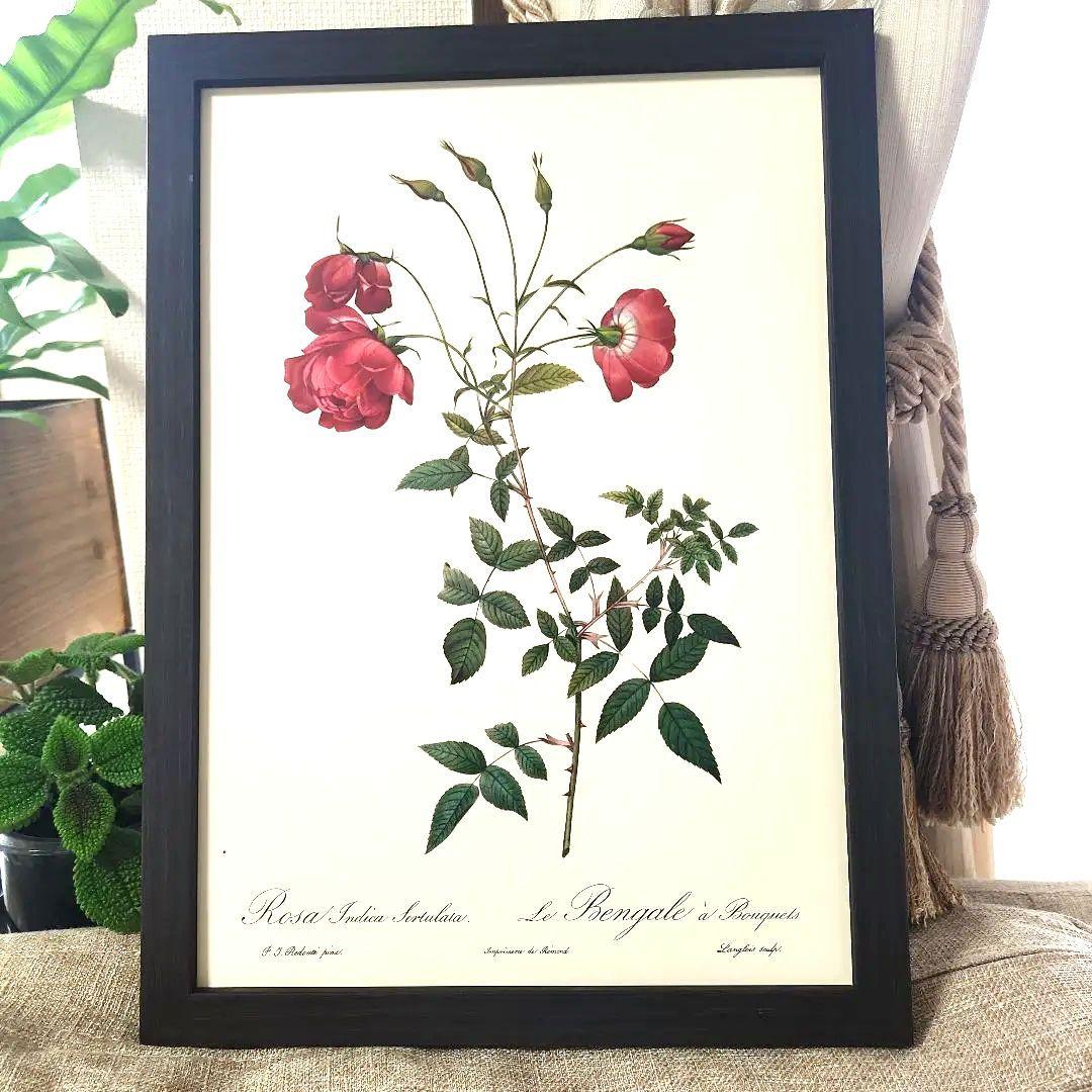 

[USED] Redouté Rose Botanical Art Botanical Painting Frame Vintage 2