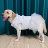 Große Hundekleidung Sommer Großer Hund Hochzeitskleid Corgi Shiba Inu Samojede Husky Labrador Golden Retriever Kleidung Haustierkostüme