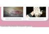 Portable Pet Dryer Box for Cats & Small Dogs