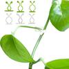 50Pcs Vine Holder Self-adhesive No Punching Easy Installation Invisible Sticky Plants Support Plastic Wall Climbing Vine Clip Gardening Supplies