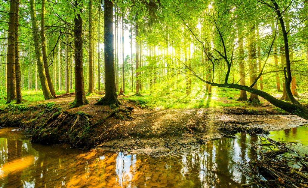 Photomural Beautiful Forest Landscape In Spring In 3D Effect Structural Vinyl 416x254