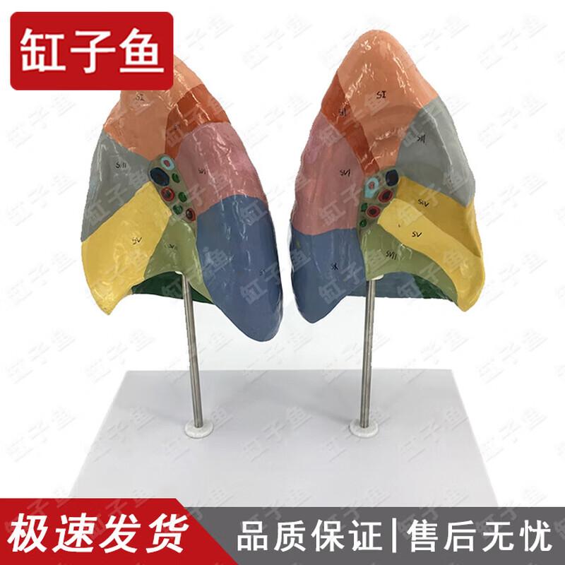 Human Lung Segment Anatomy Model