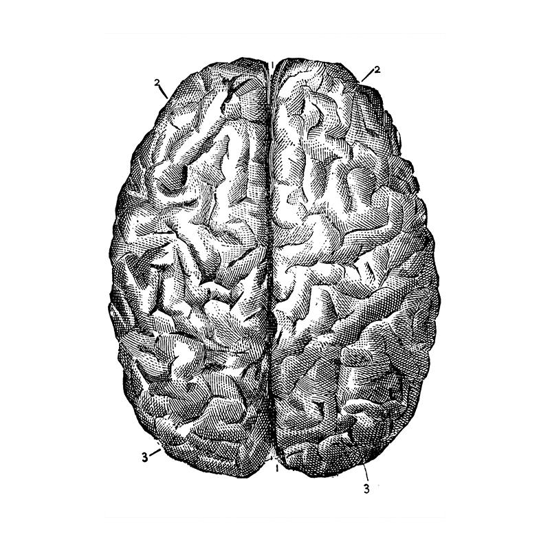 Ανθρώπινη Ανατομία Τέχνη Καμβάς Ζωγραφική Εκτυπώσεις Όργανο Σκελετός Vintage Αφίσα Εκπαίδευση Εικόνα Για Δωμάτιο Σπίτι Κλινική Ιατρική Διακόσμηση Τοίχου