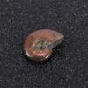 Luck Mascot Madagascar Stone Collectibles Iridescent Specimen Natural Ammonite