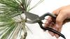 Senkichi Kin Pruning Cutting Capacity for Live Wood Overall Length 225mm Shears, Gold-Sealed, 18mm,
