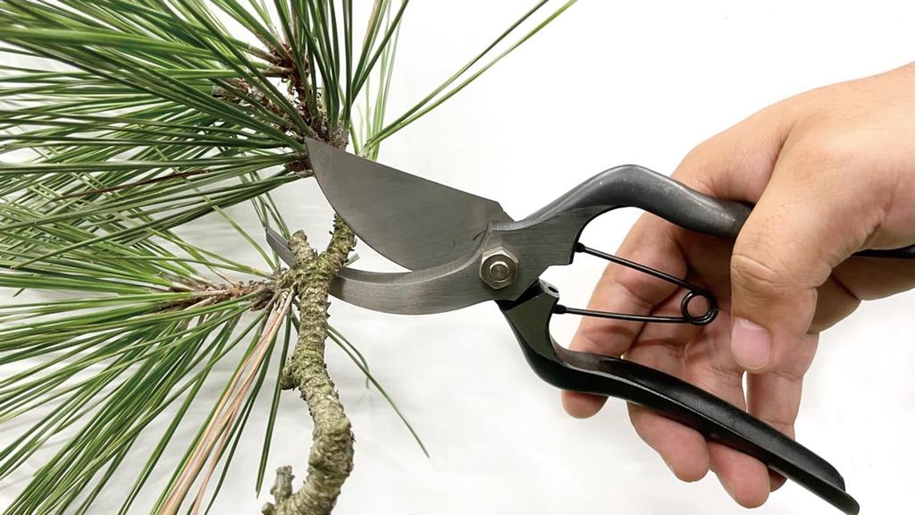 Senkichi Kin Pruning Cutting Capacity for Live Wood Overall Length 225mm Shears, Gold-Sealed, 18mm,