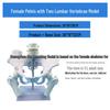 Large Female Pelvis Model for Obstetrics and Gynecology Teaching
