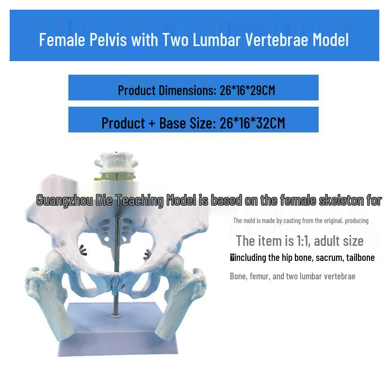 Large Female Pelvis Model for Obstetrics and Gynecology Teaching
