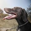 Dog Slip Chains Pet Choke Collar Dog Metal Chain Collars for Small Medium Large Dogs Training Diameter 2.0mm 2.5mm 3.0mm 4.0mm