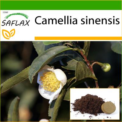 Arbatos augalas – 6 sėklos – Su vazoniniu substratu geresniam auginimui – Camellia sinensis