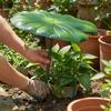 Iron Art Metal Plants Shade Cover with Stake Outdoor Sunblock Cover  Potted Plants