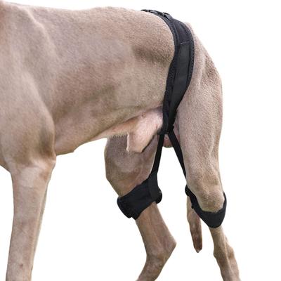 Praktische Hundeorthese für kleine bis große Rassen Hundebeinstütze Hebehilfe für Verletzungen Gelenke Ältere Behinderte Hundezubehör