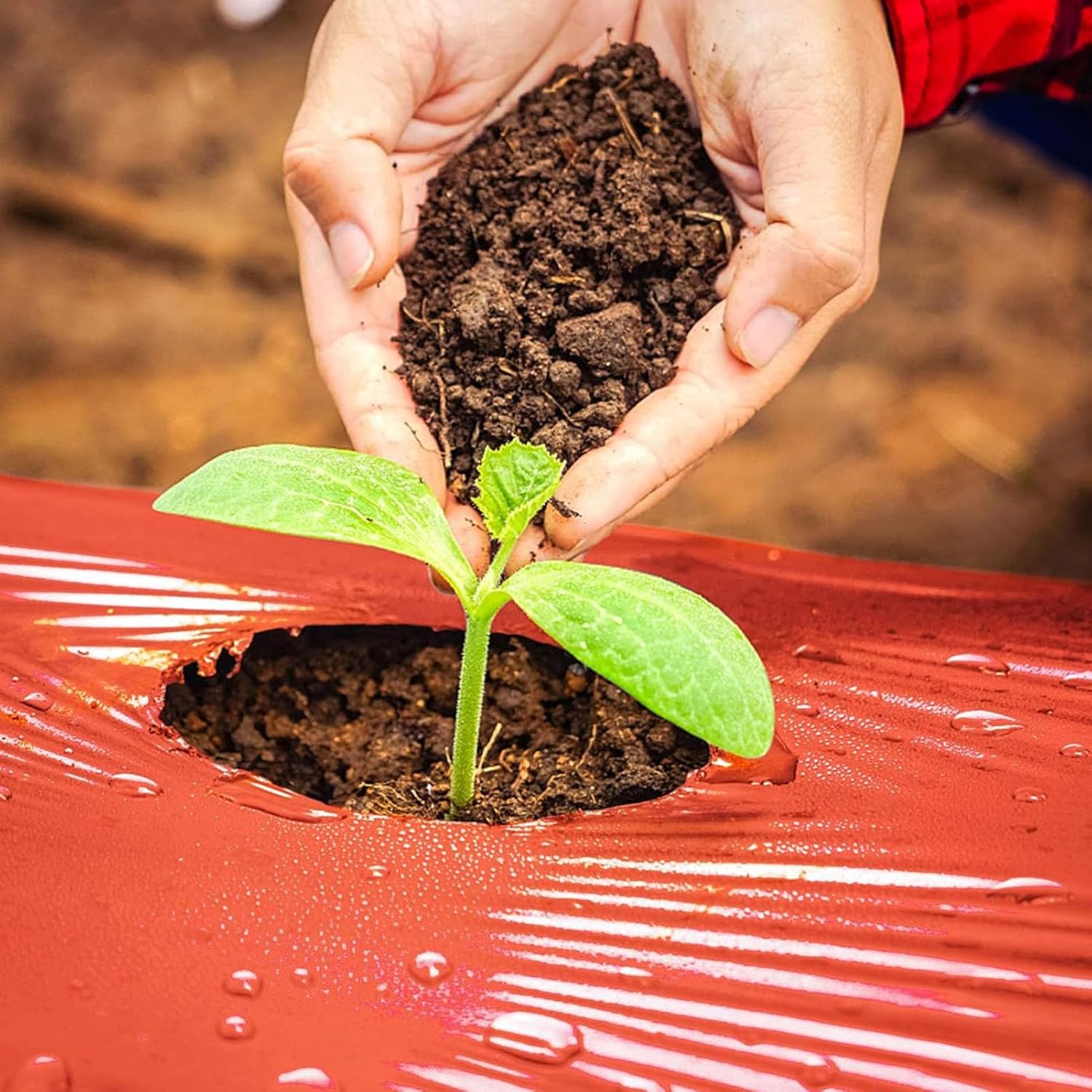 24,5x3,9 фута Красная мульча, Толщина 3 миллиметра Садовая пленка Пленка для выращивания сельскохозяйственных культур для картофеля, томатов, баклажанов, клубники