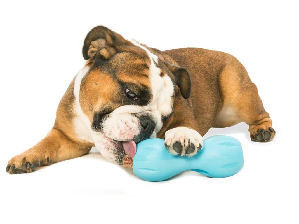 West Paw Zogoflex Quizle Aqua Blue Small Dog Durable Chewable Treat Toy, Container, Break-Resistant