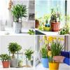 16PCS Plastic Plant Support Pile Stand Plant Support Pile for Flowers Greenhouses Arrangement Fixing Rod Holder Garden Tools