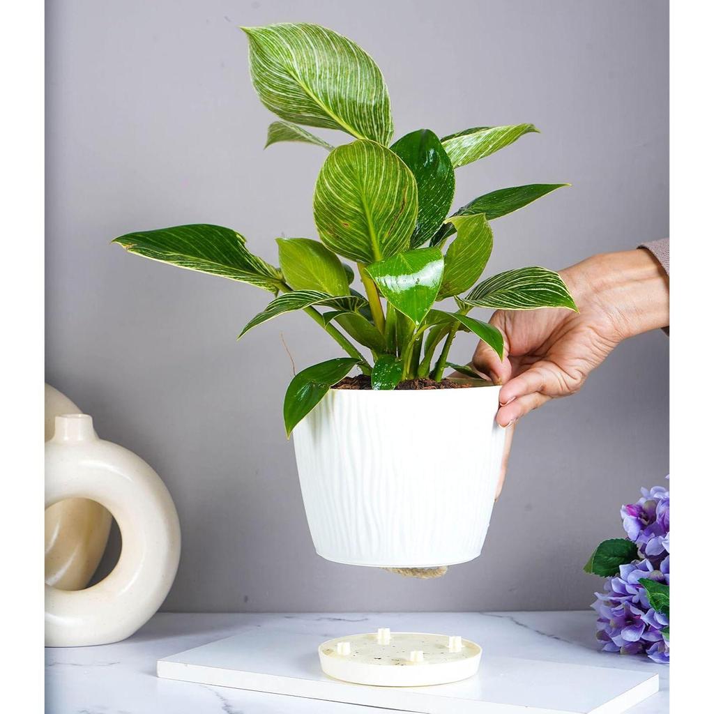 Set of 3 Self Watering Pots for Home, Decor & Garden | Flower Pots, Planters for Indoor Plants | Plastic Pots for Living Room