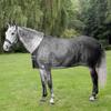 Mesh Fly Sheet Nylon Equine Gear Protection
