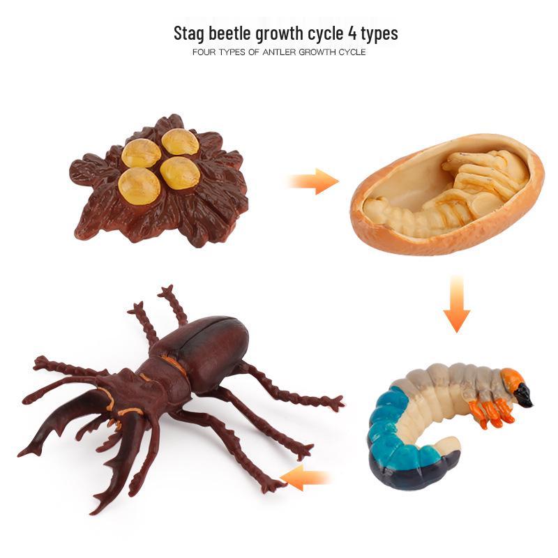 Animal Growth Cycle Models: Chicken, Duck, Goose, Butterfly, Turtle, Frog Montessori Teaching Figurines