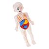 Kids Human Body Organ Assembly Science Learning Toy Hands On Anatomy Exploration STEM Educational Activity For Preschool